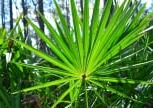 Saw Palmetto