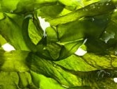 Wakame Extract